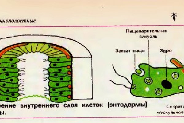 Кракен точка