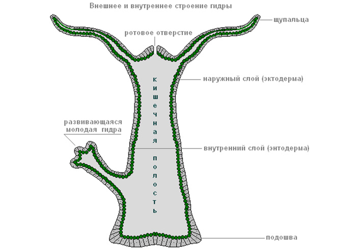 Кракен сайт ссылка тор браузере